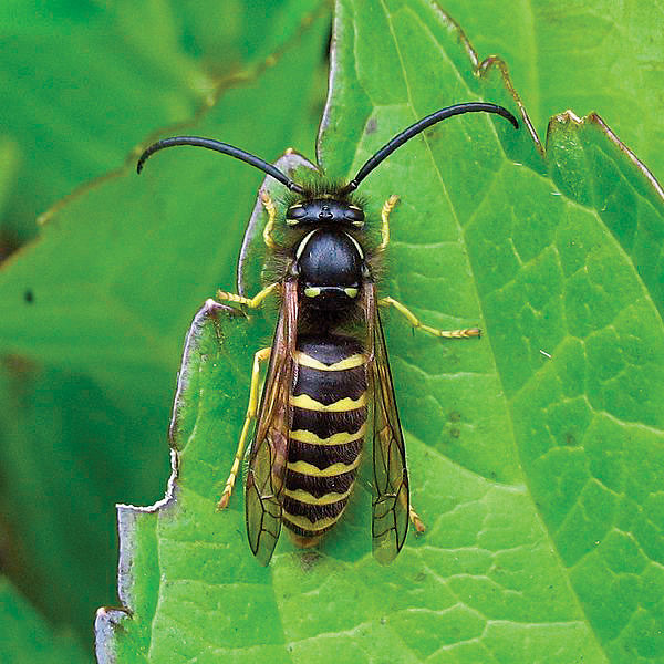 close up of yellow jacket on leaf