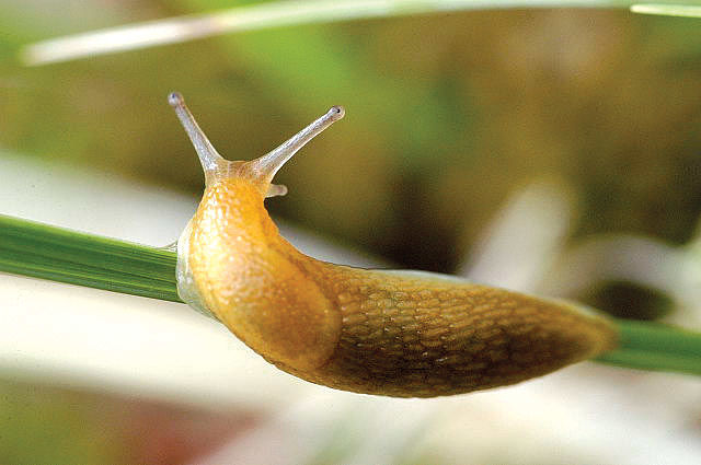 close up of slug on a stem