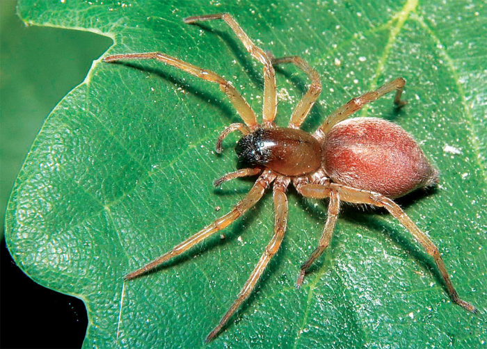 close up of spider on a leaf