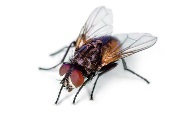 close up of fly