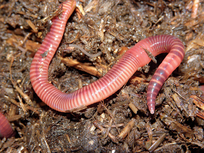 close up of worm on ground