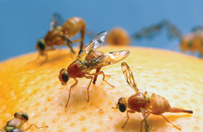 close up of fruit flies on fruit