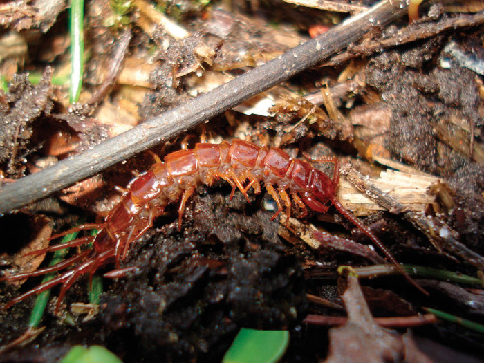 close up of centipede on ground