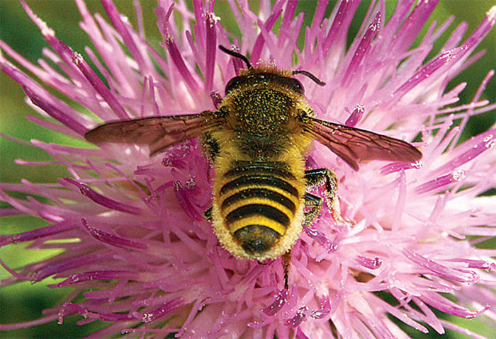 close up of Bee on a flower