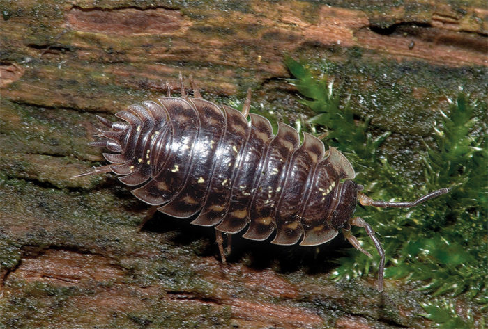 close up of sow bug on ground