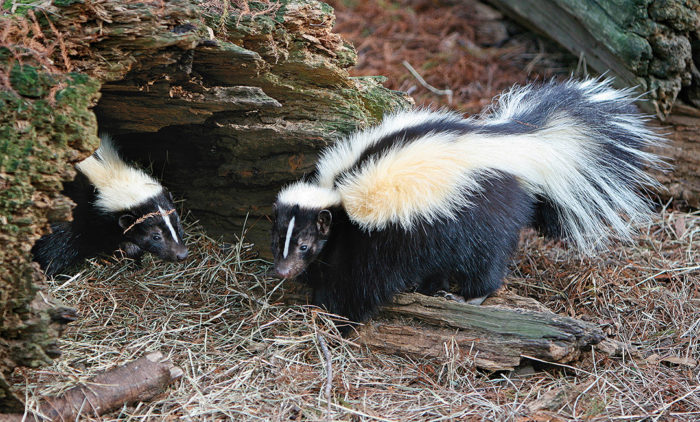 close up of skunks on the ground