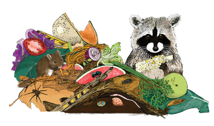 Illustration of racoon in a compost pile with fruit and veggies