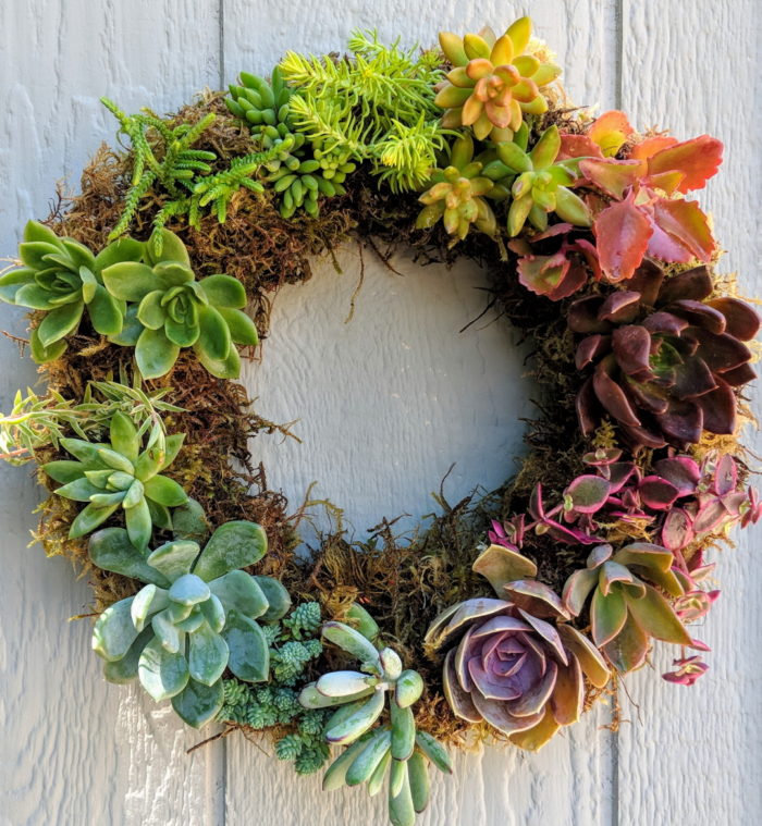 Making Succulent Wreaths - Fine Gardening