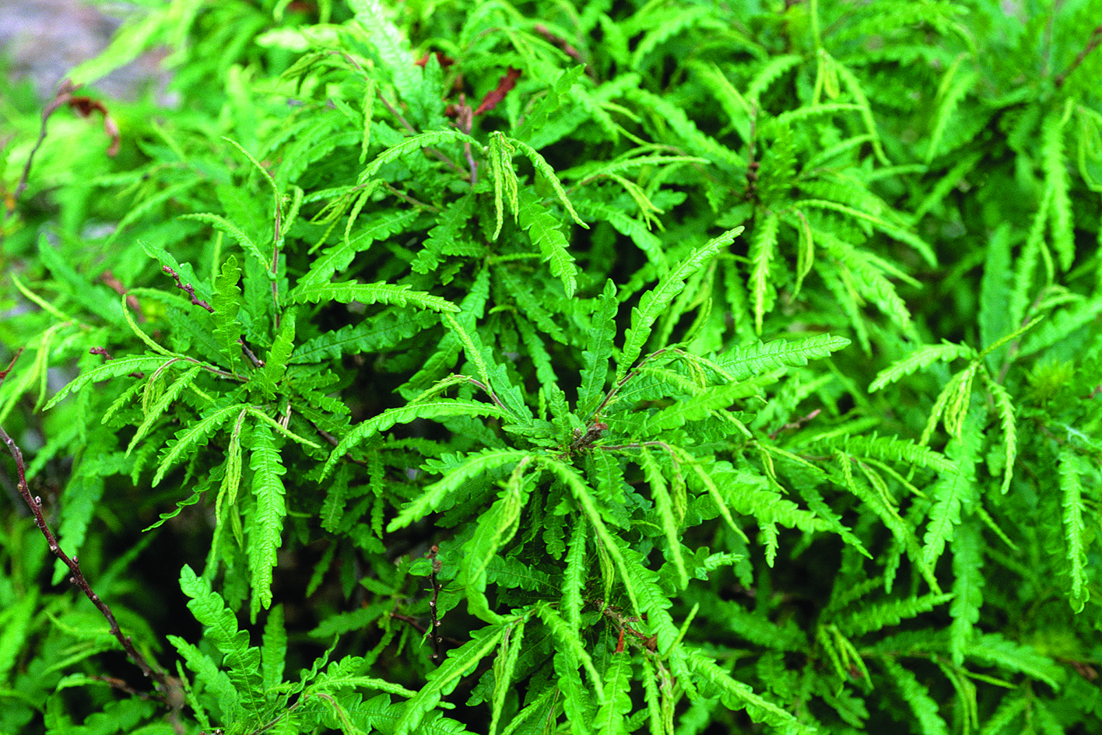 Sweet fern