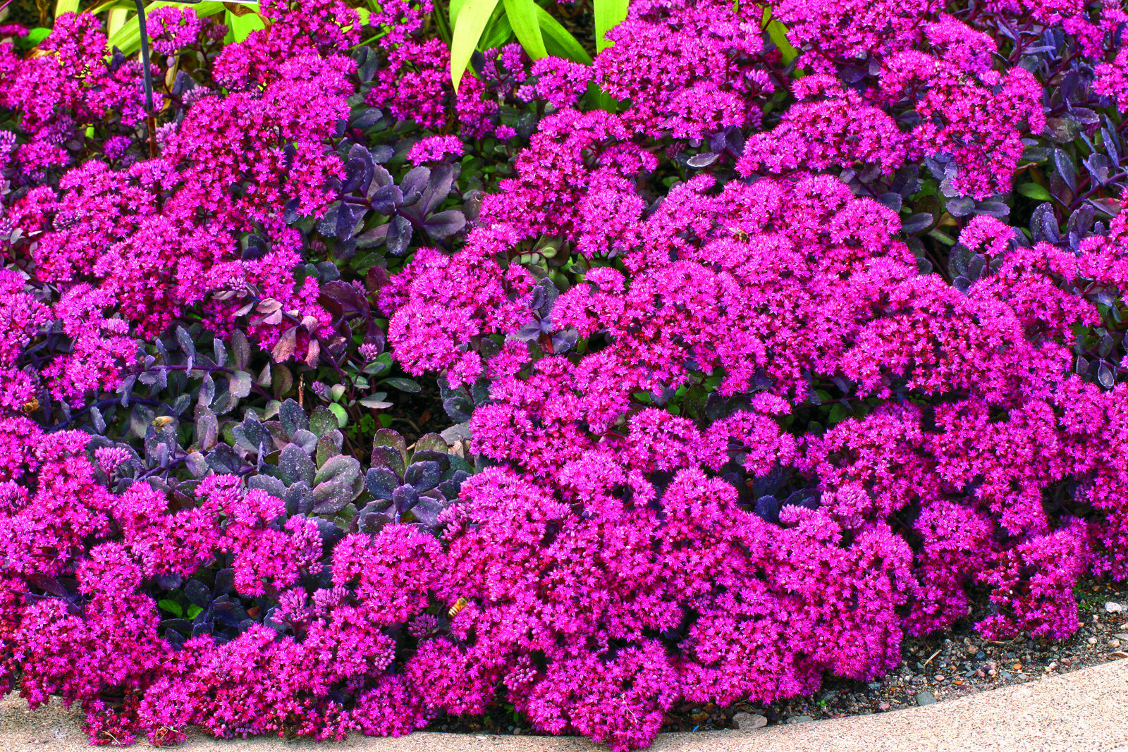 ‘Dazzleberry’ creeping sedum 