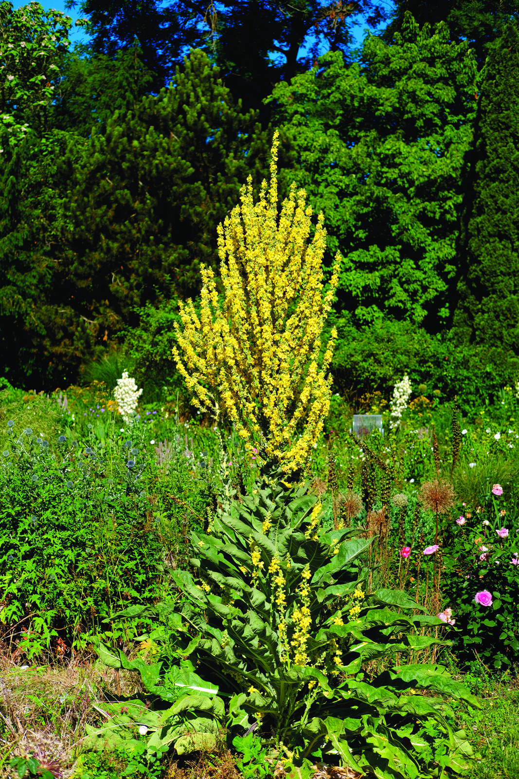 Greek mullein