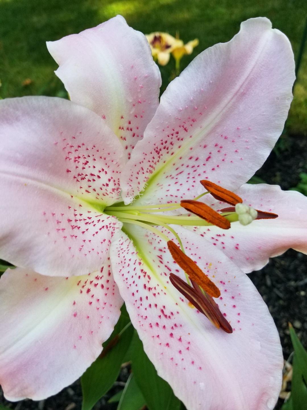 beautiful lily flowers