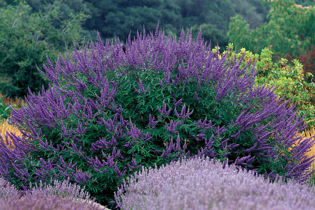 Types Of Small Shrubs