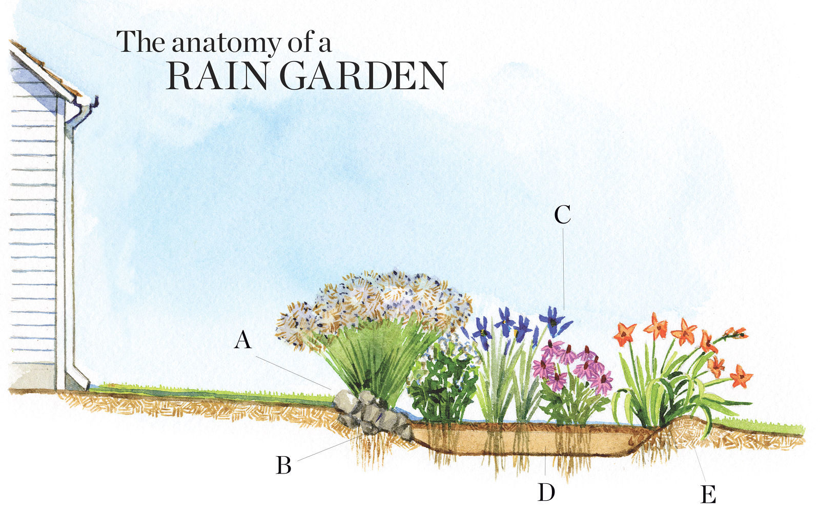 Creating Beautiful And Sustainable Rain Gardens: Design Principles And  Plant List For A Functional Rain Garden 