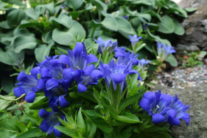 summer gentian