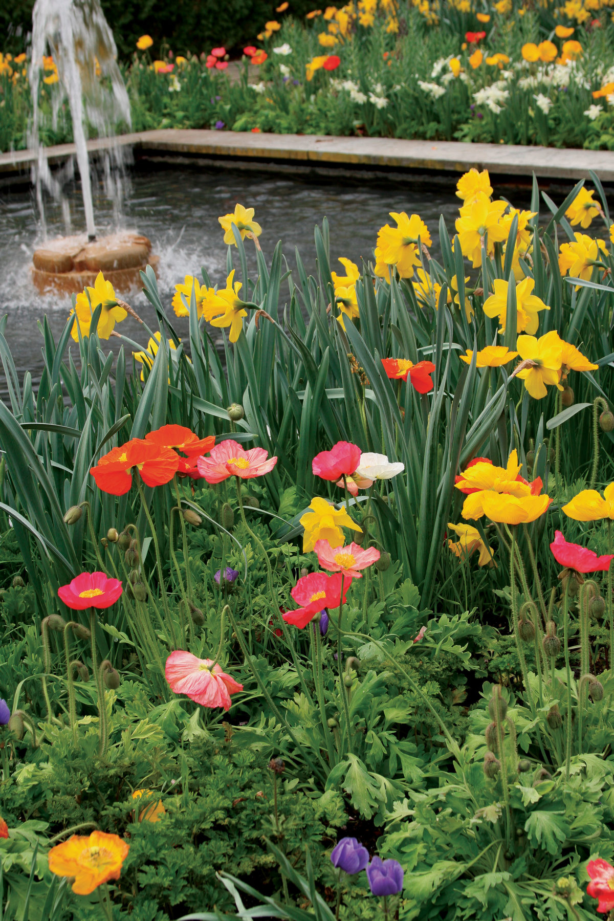 Spring Bulb Design 12 Spring Bulb Designs to Plant Now
