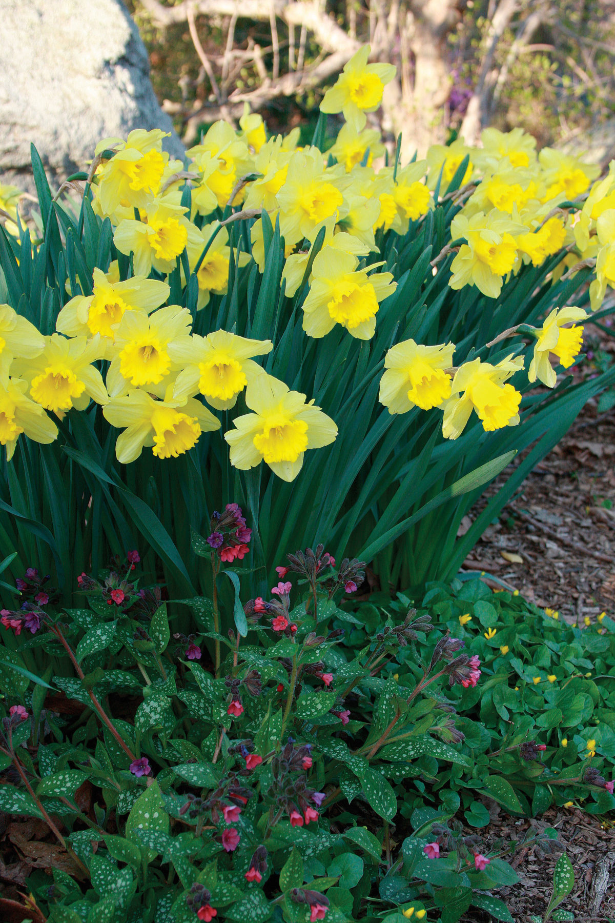 Spring Bulb Design 12 Spring Bulb Designs to Plant Now