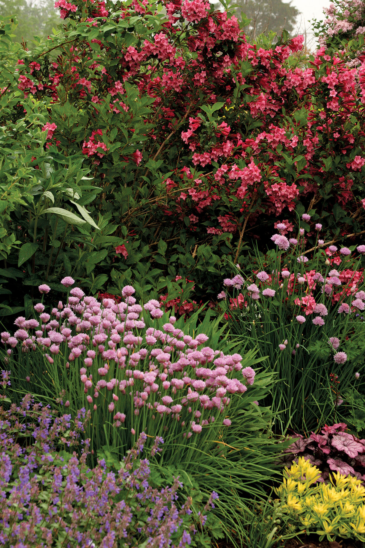 Spring Bulb Design 12 Spring Bulb Designs to Plant Now