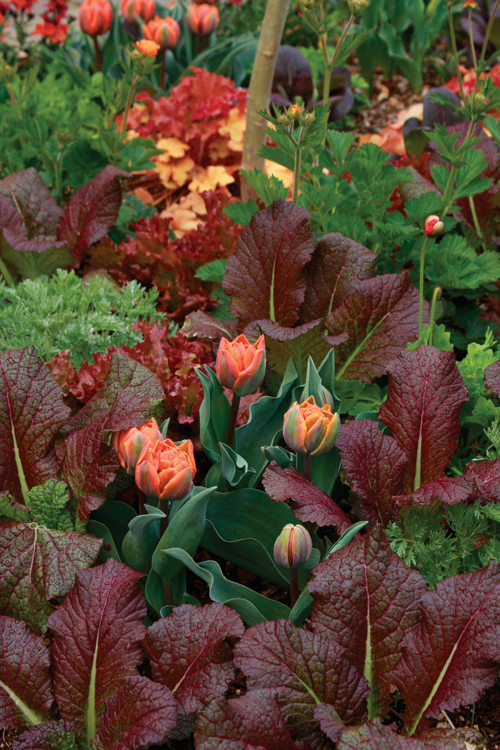 1. ‘Caramel’ heuchera Zones 4–9) 2. ‘Powis Castle’ artemisia Zones 6–9) 3. ‘Orange Princess’ tulip Zones 4–8) 4. ‘Red Giant’ mustard 5. Lettuce