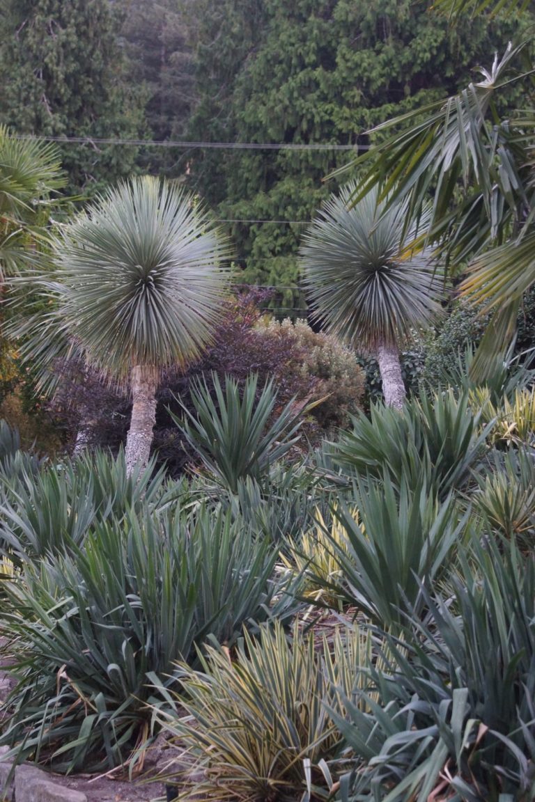 Inspiration From a Mediterranean Garden - FineGardening