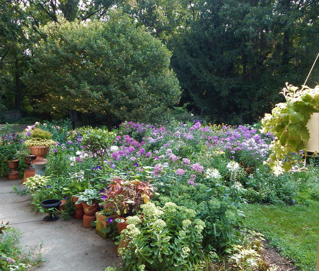 Many colorful plants outside in pots