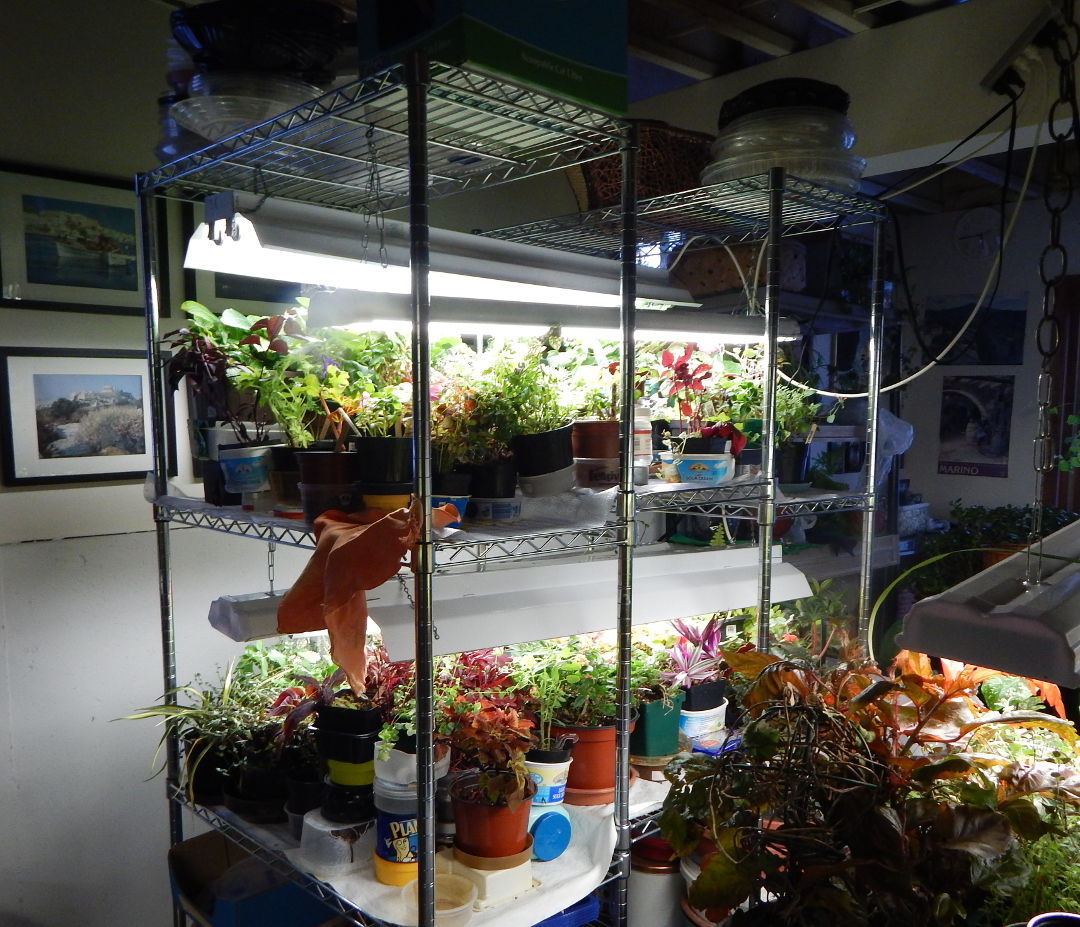 Metal storage rack on wheels with plants in the Indoor basement setup, under fluorescent shop lights