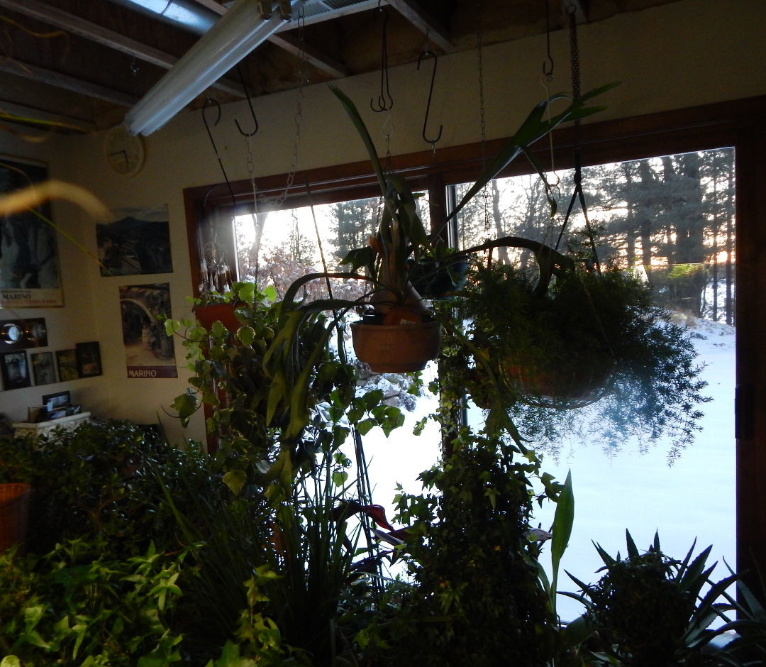 Hanging plants and others inside in front of an east-facing window