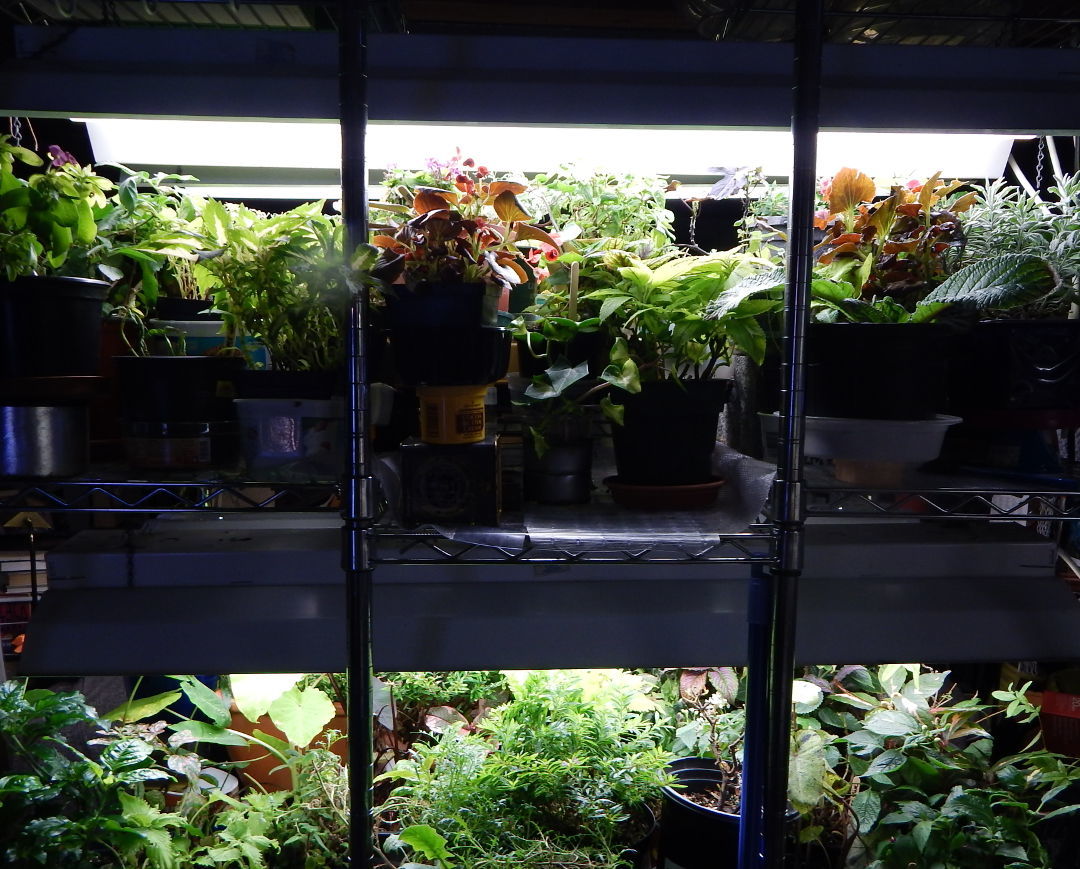 close up of plants on the shelves