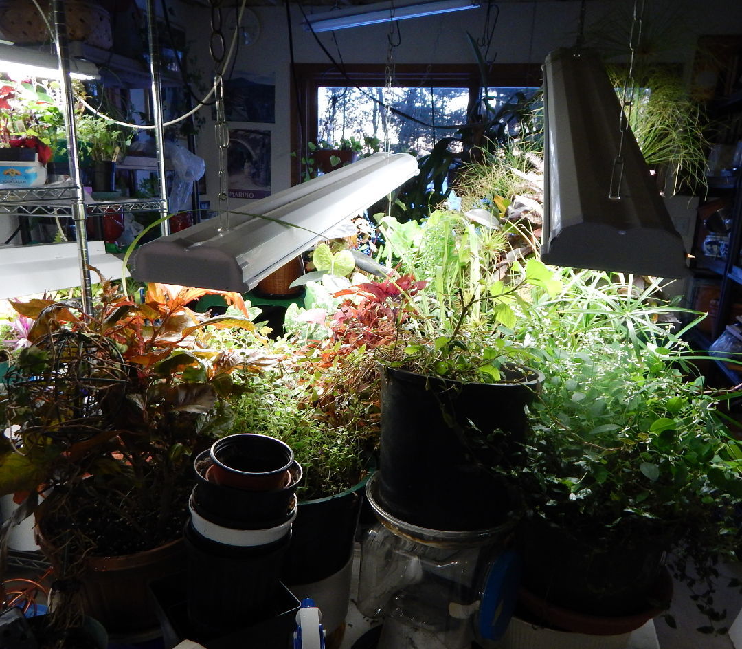 plants under fluorescent shop lights