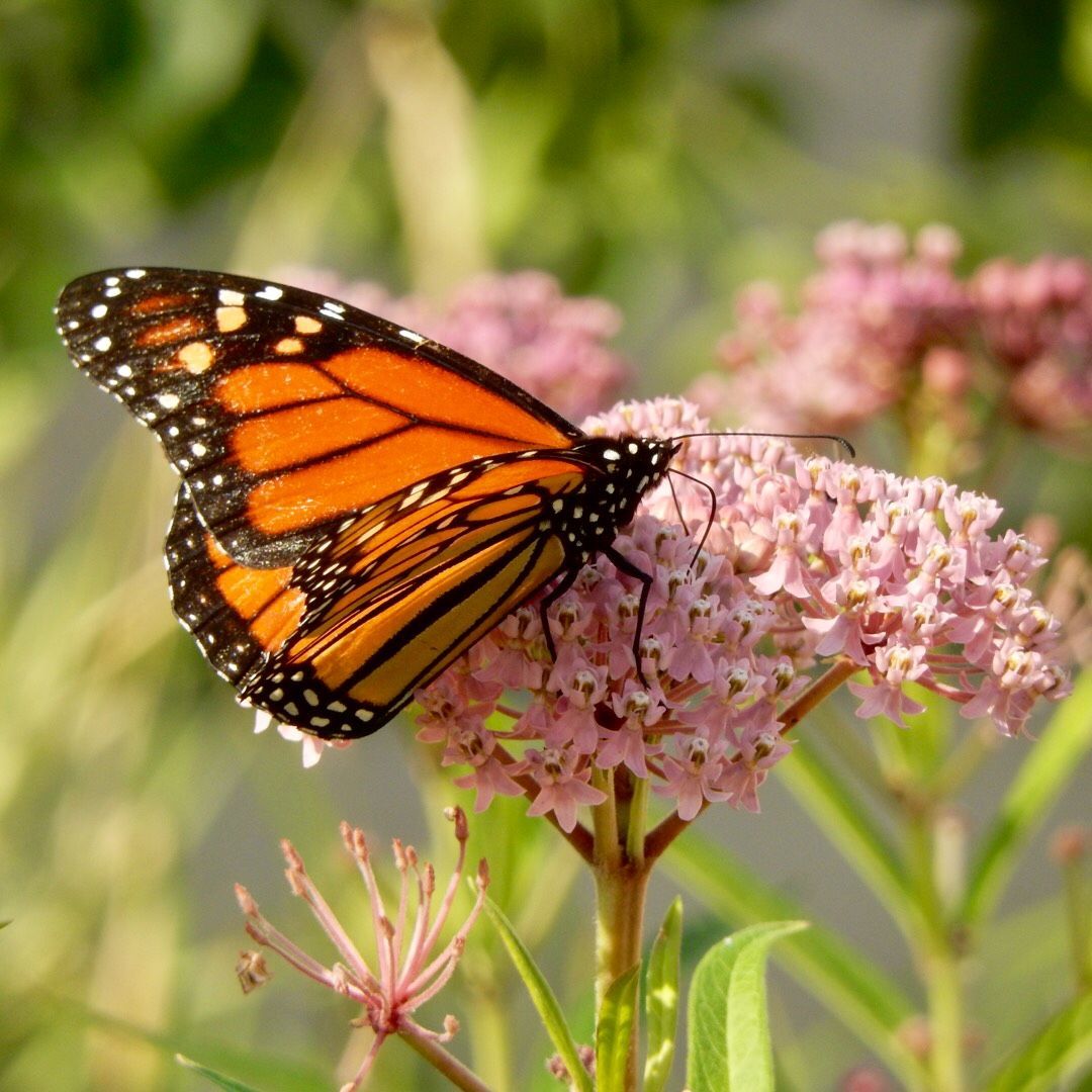 The 17 Most Beautiful Flowers to Grow in Your Garden