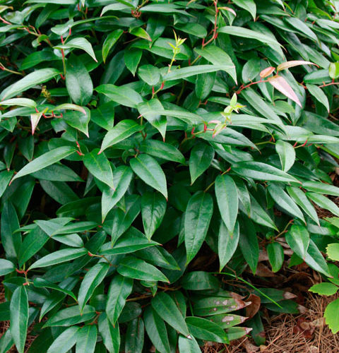 broad leaved plants