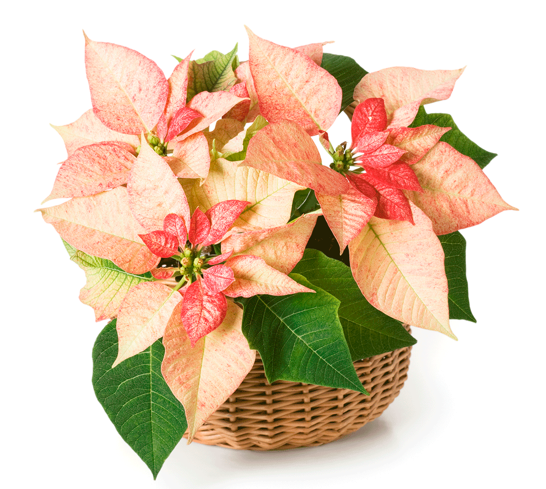 pink poinsettia 