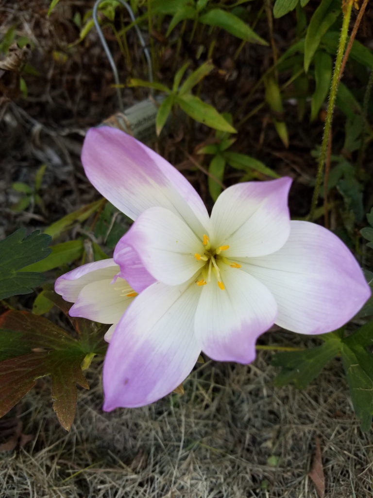 Fabulous Fall Colchicums - Fine Gardening