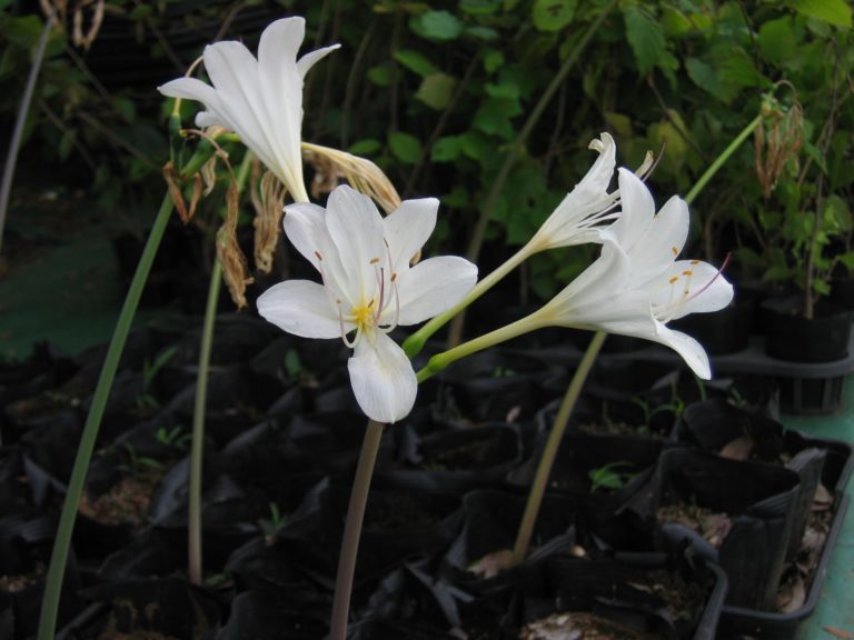 Bring Color to the Fall Garden With Surprise Lilies - Fine Gardening