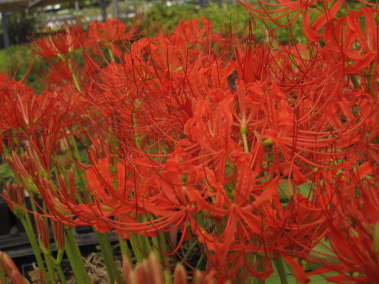 Bring Color to the Fall Garden With Surprise Lilies - Fine Gardening