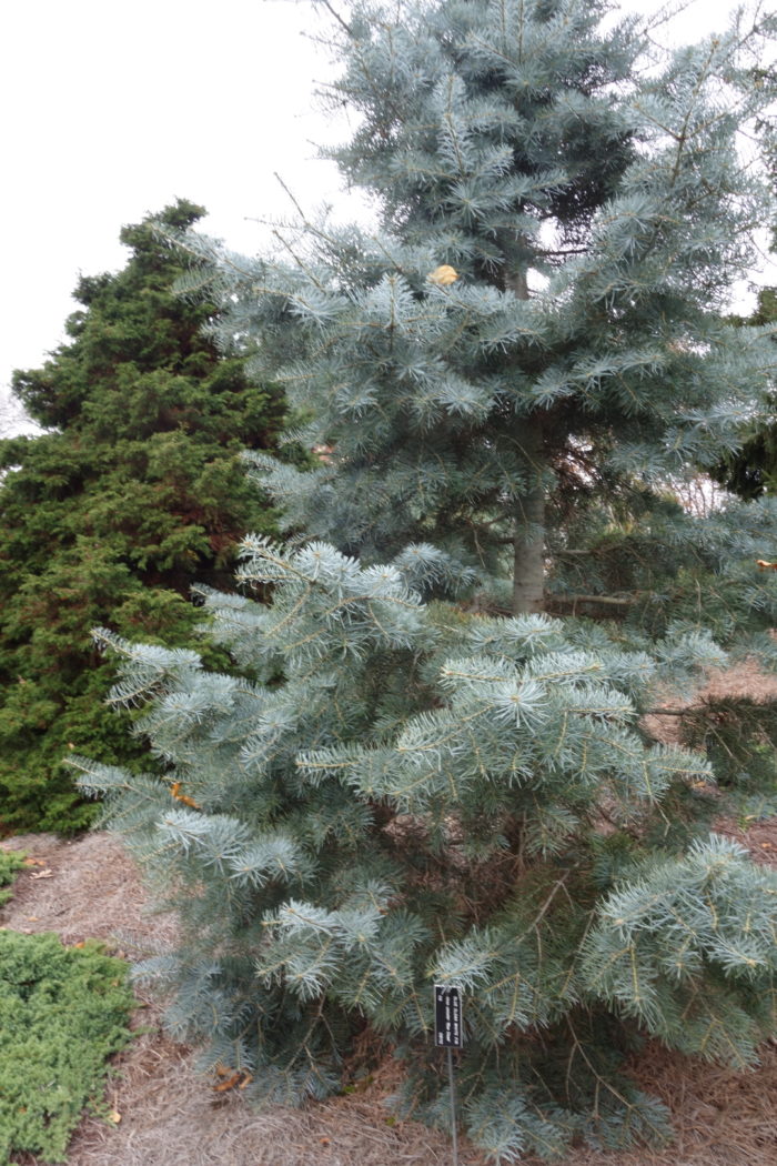 Plant Winter Interest With Conifers - Fine Gardening