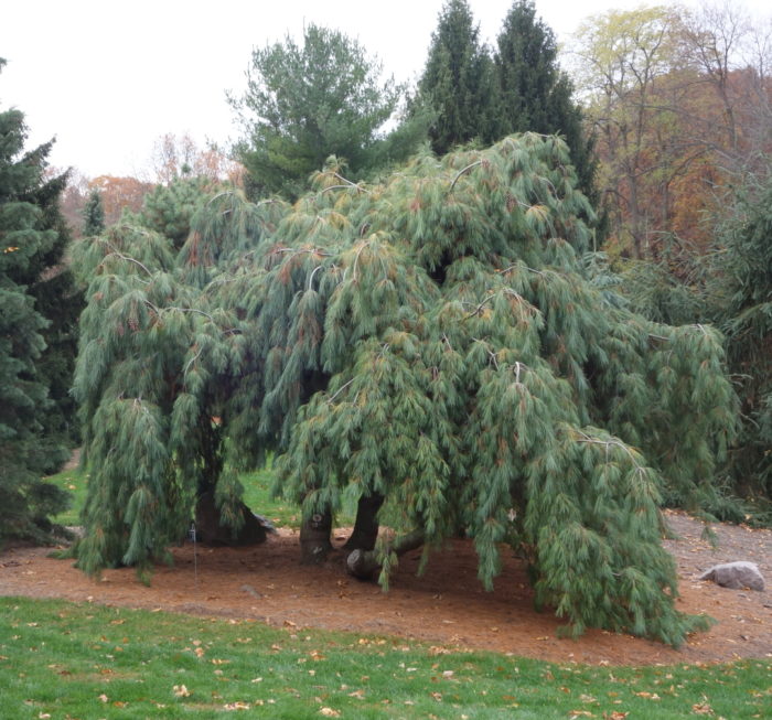 Plant Winter Interest With Conifers - Fine Gardening