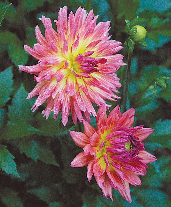 Dahlias