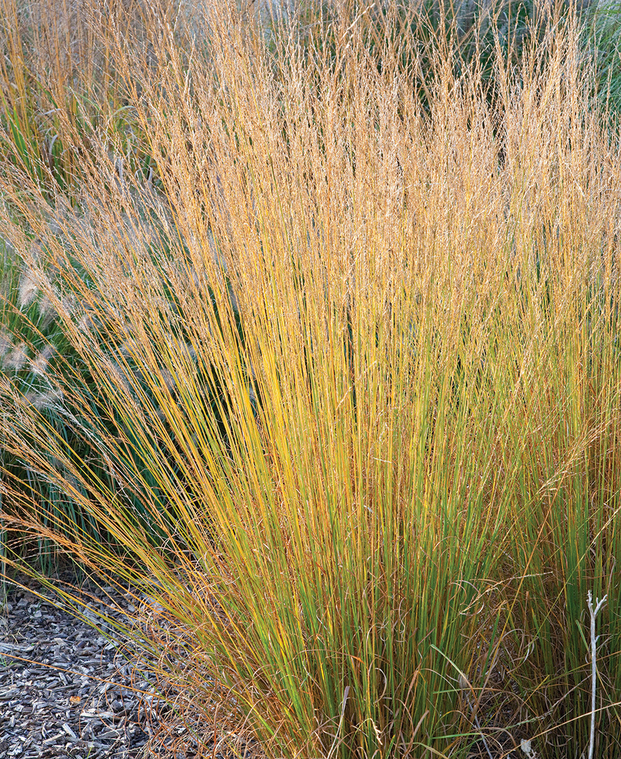 ‘Heidebraut’ molinia