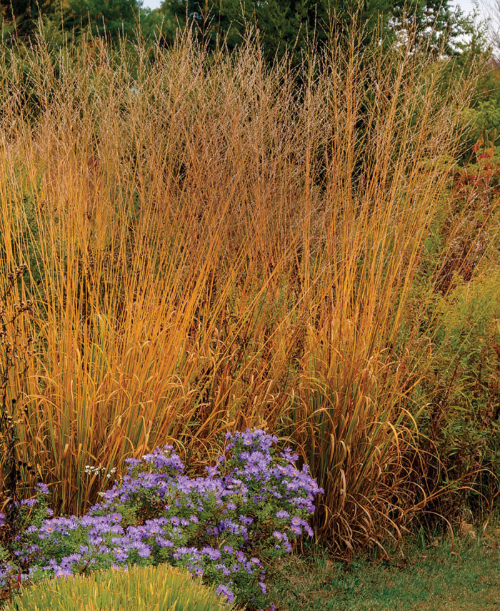 Skyracer molinia in fall