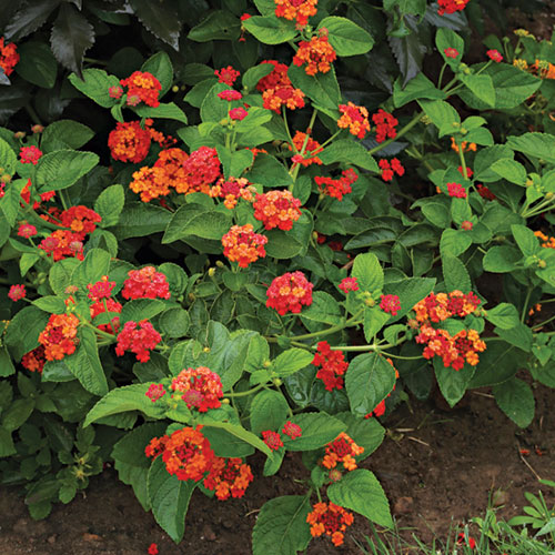 Lantanas