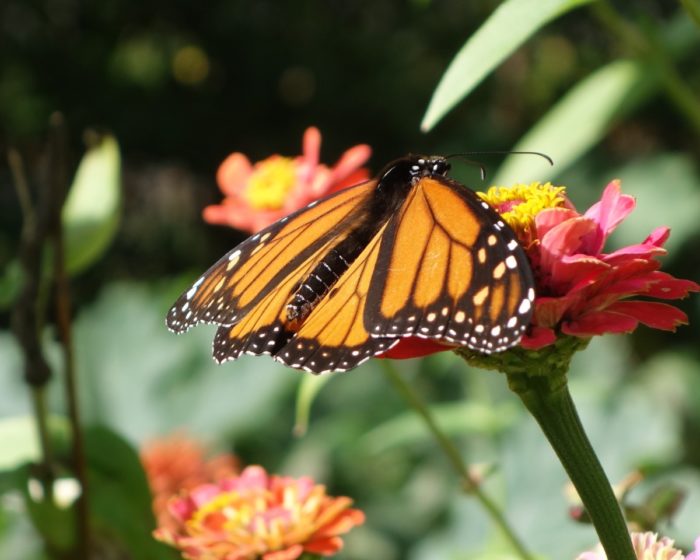 Celebrate Autumn in the Garden - Fine Gardening