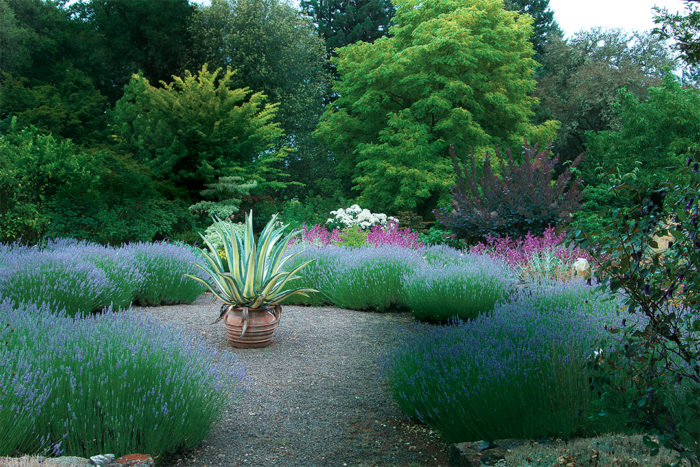 potted plant on a path surrounded by soft colored plantings