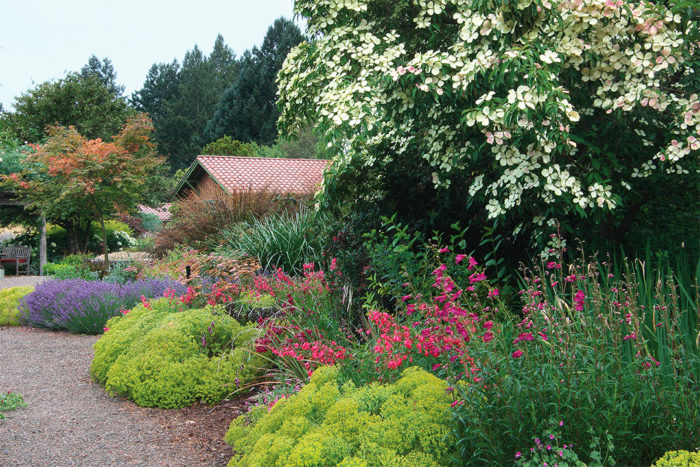 border plants including hardy euphorbia and treasured plants, such as fairy wand 