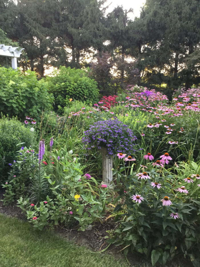 Waves of Coneflowers - Fine Gardening