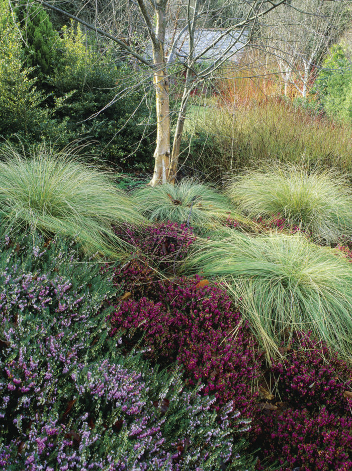 mixed evergreens anchor a hillside planting