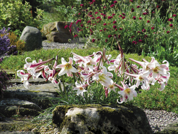 Dwarf formosa lily