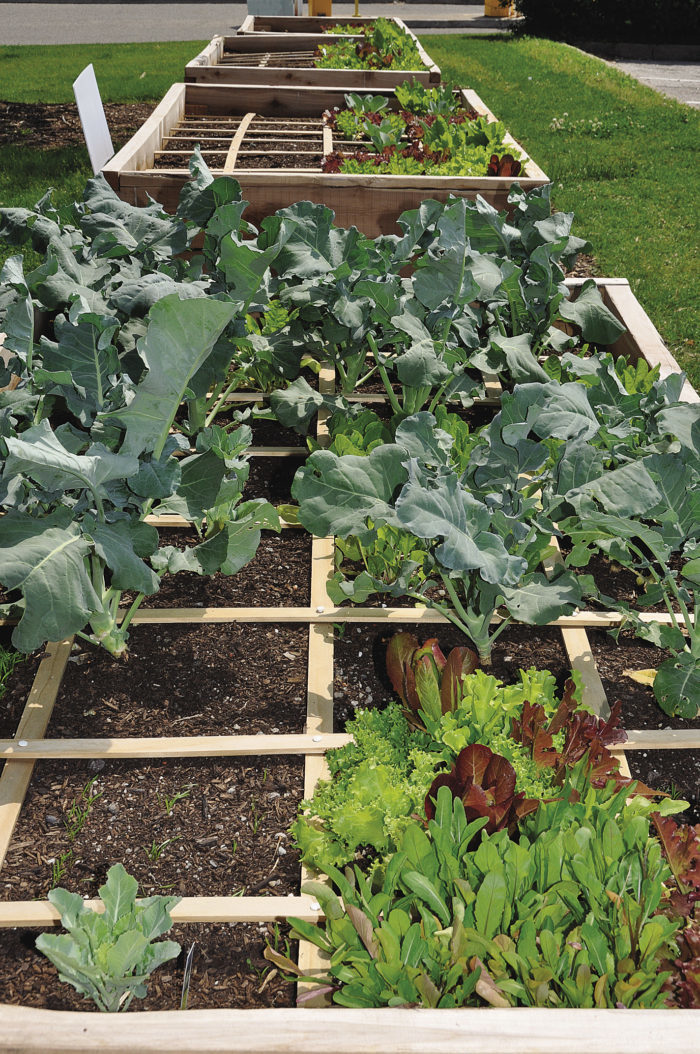 Square foot gardening raised beds