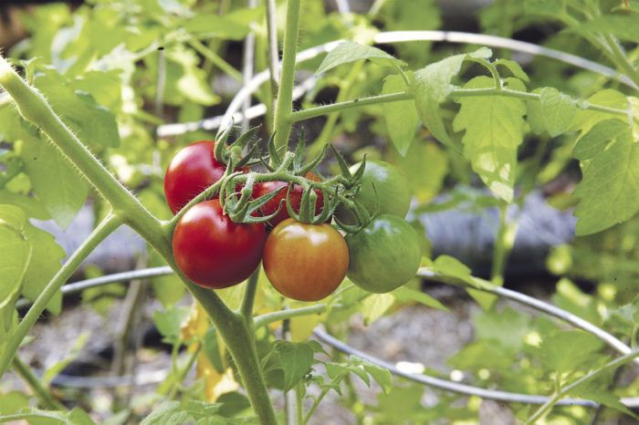 Organic Beefsteak Tomatoes growing on the vine variety 'Big Boy