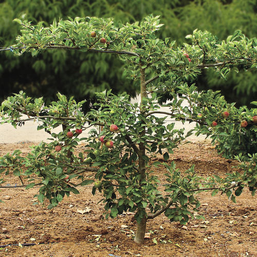 How to grow & care for pear trees in 5 simple steps